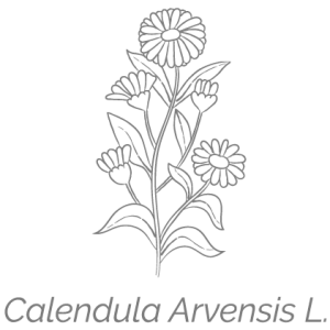 Illustrazione Calendula Arvensis L. stilizzata Illustrazione Calendula Arvensis L. | Deco bio