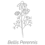 Illustrazione Bellis Perennis | Déco bio