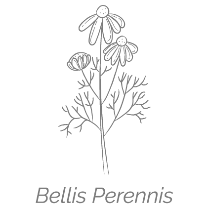 Illustrazione Bellis Perennis | Deco bio