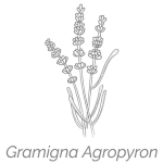 Illustrazione Gramigna Agropyron | Déco bio