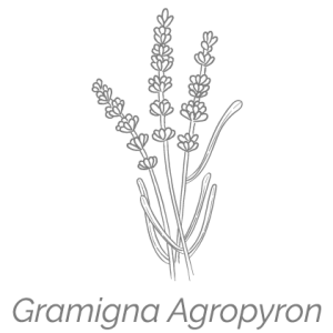 Illustrazione Gramigna Agropyron Gramigna stilizzata Illustrazione Gramigna Agropyron | Deco bio