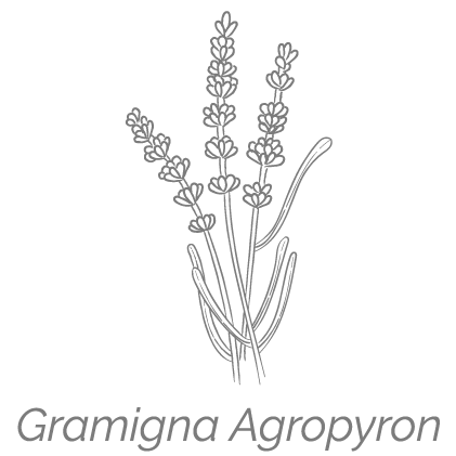Illustrazione Gramigna Agropyron | Deco bio