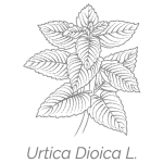 Illustrazione Urtica Dioica L. | Déco bio
