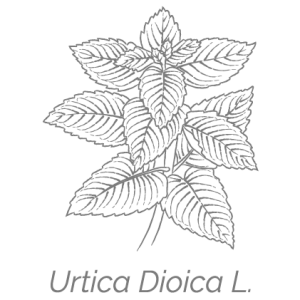 Illustrazione Urtica Dioica L. Ortica stilizzata Illustrazione Urtica Dioica L. | Deco bio