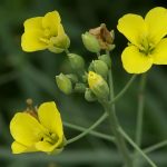 Pianta Diplotaxis Tenuifolia | Deco bio