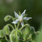 Pianta Borago Officinalis L. | Deco bio