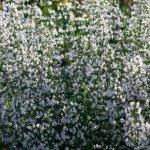 Pianta Calamintha Nepeta | Deco bio