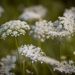 Pianta Daucus Carota | Deco bio