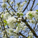 Pianta Prunus Avium | Deco bio