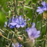 Pianta Cichorium intybus | Deco bio