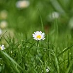 Pianta Bellis Perennis | Deco bio