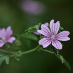 Pianta Malva Sylvestris | Deco bio