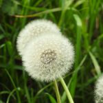 Pianta Dandelion | Deco bio