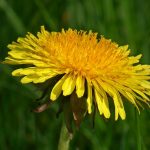 Pianta Sonchus Oleraceus | Deco bio