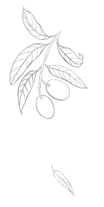 Illustrazione delicata di foglie e olive, grigio chiaro Illustrazione foglie | Deco bio