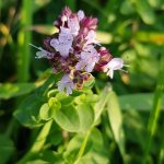 Pianta Origanum Vulgare L. | Deco bio