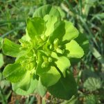Pianta Euphorbia Helioscopia | Deco bio