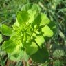 Pianta Euphorbia Helioscopia | Deco bio