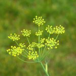 Pianta Foeniculum Vulgare | Deco bio