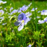 Pianta Veronica Filiformis | Deco bio
