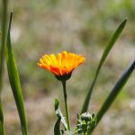 Pianta Calendula Arvensis L. | Deco bio