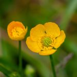Pianta Ranunculus Acer | Deco bio