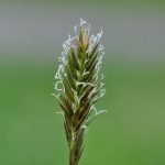 Pianta Gramigna Agropyron | Deco bio