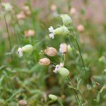 Pianta Silene Vulgaris | Deco bio