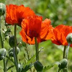 Pianta Papaver Rhoeas | Deco bio