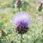 Pianta Cynara Cardunculus L. | Deco bio
