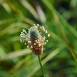 Pianta Plantago Lanceolata | Deco bio
