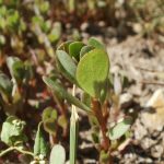 Pianta Portulaca Oleracea | Deco bio