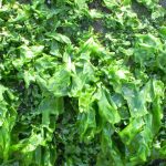 Pianta Lactuca Serriola | Deco bio