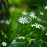 Pianta Stellaria Media | Deco bio