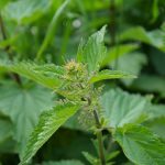 Pianta Urtica Dioica L. | Deco bio