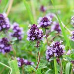 Pianta Thymus Serpyllum | Deco bio